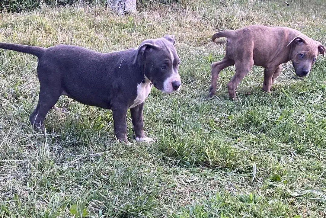 سگ آمریکن بولی|سگ|رودسر, |دیوار