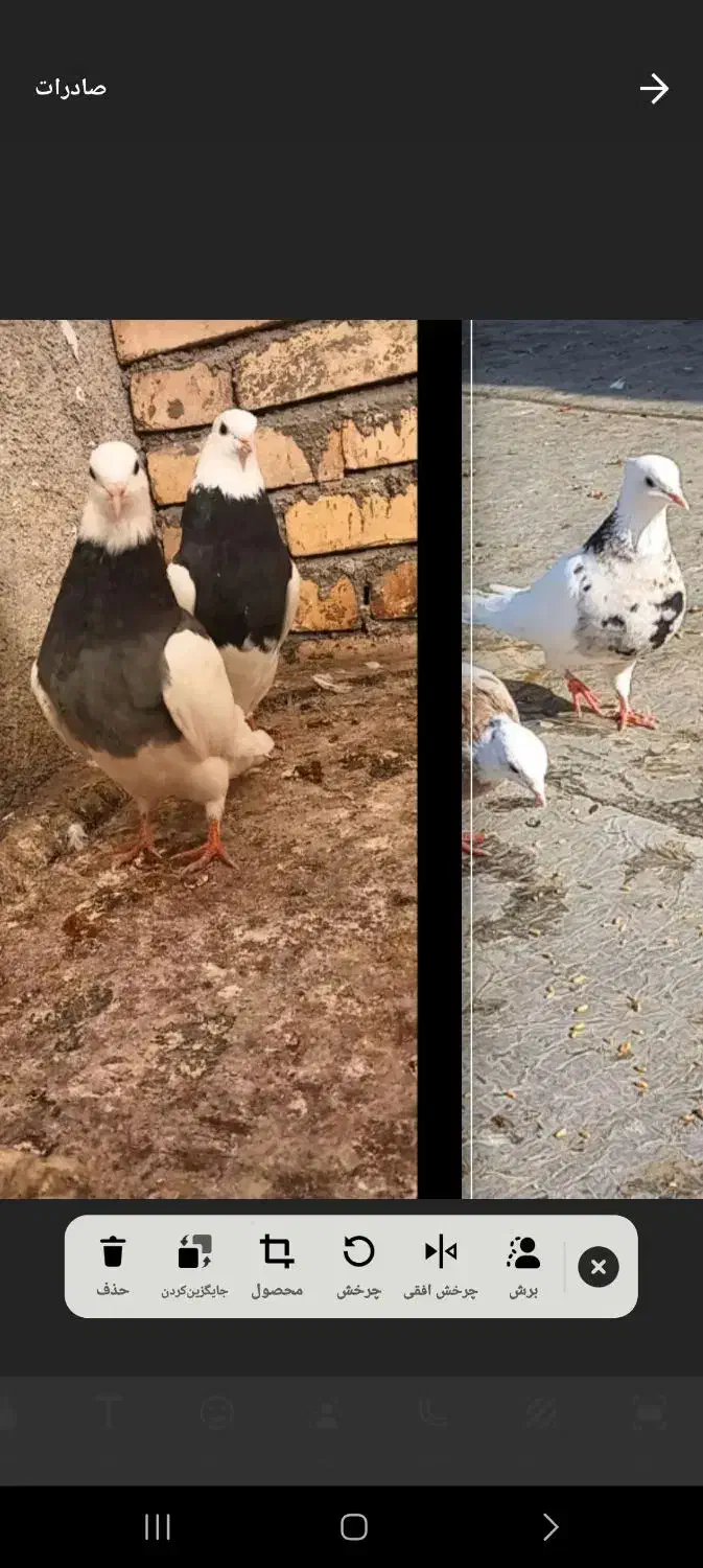 طوقی|پرنده|درگز, |دیوار