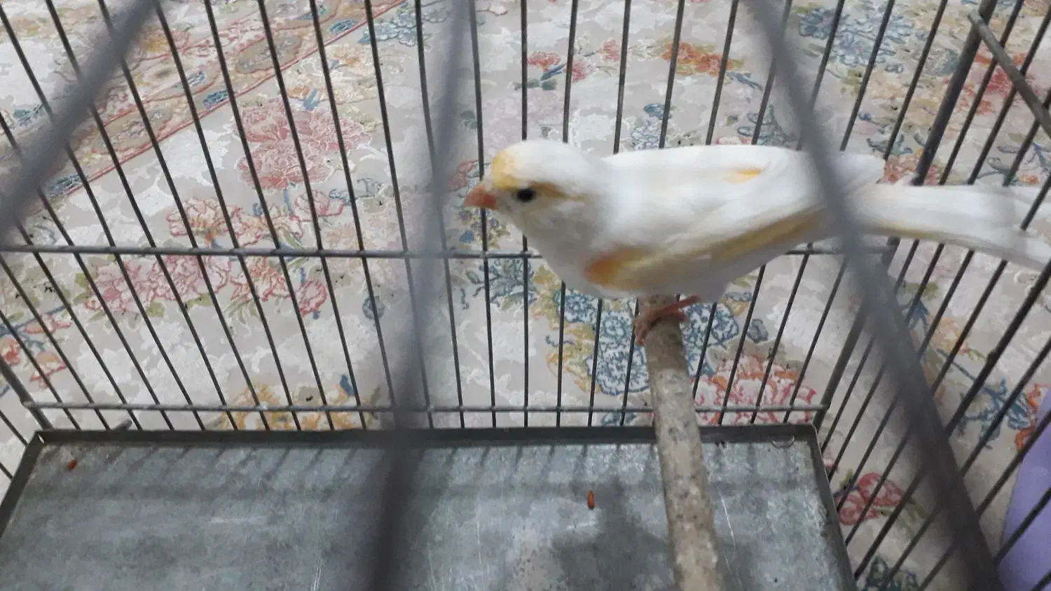 قناری موزایکی نر با قفس بزرگ ووسایل کامل|پرنده|فردیس, قریشی|دیوار