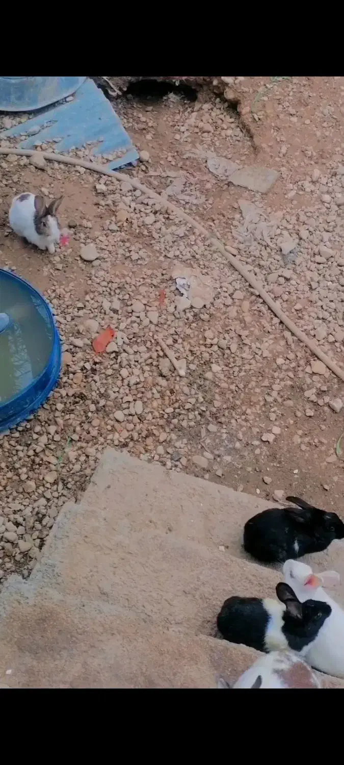 خرگوش|موش و خرگوش|برازجان, |دیوار