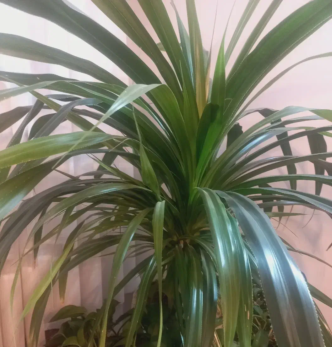 پاندانوس با پاجوش و زیبا|گل و گیاه طبیعی|تهران, تهرانسر شرقی|دیوار