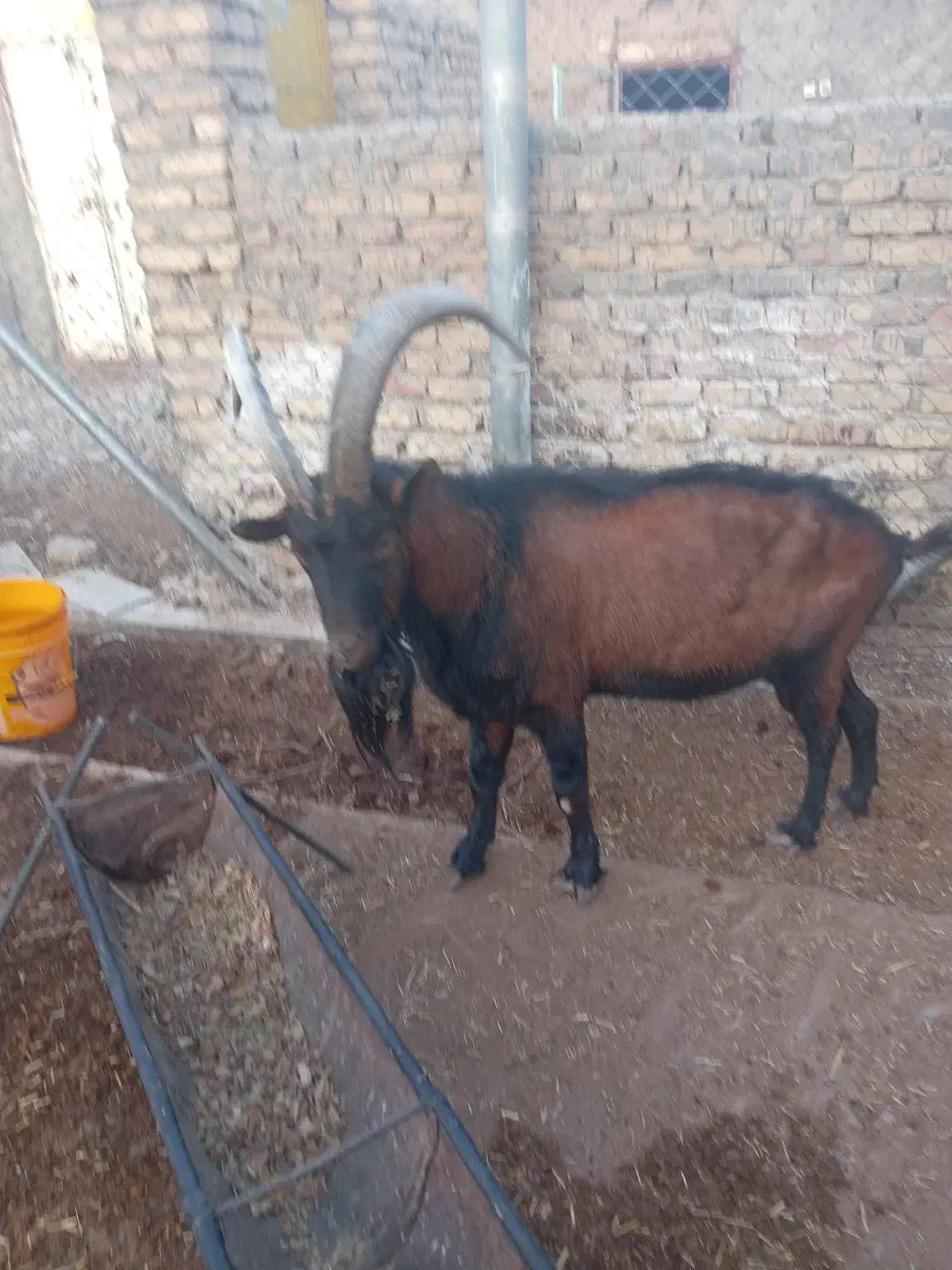 نر بز آلپاین|حیوانات مزرعه|باغ بهادران, |دیوار