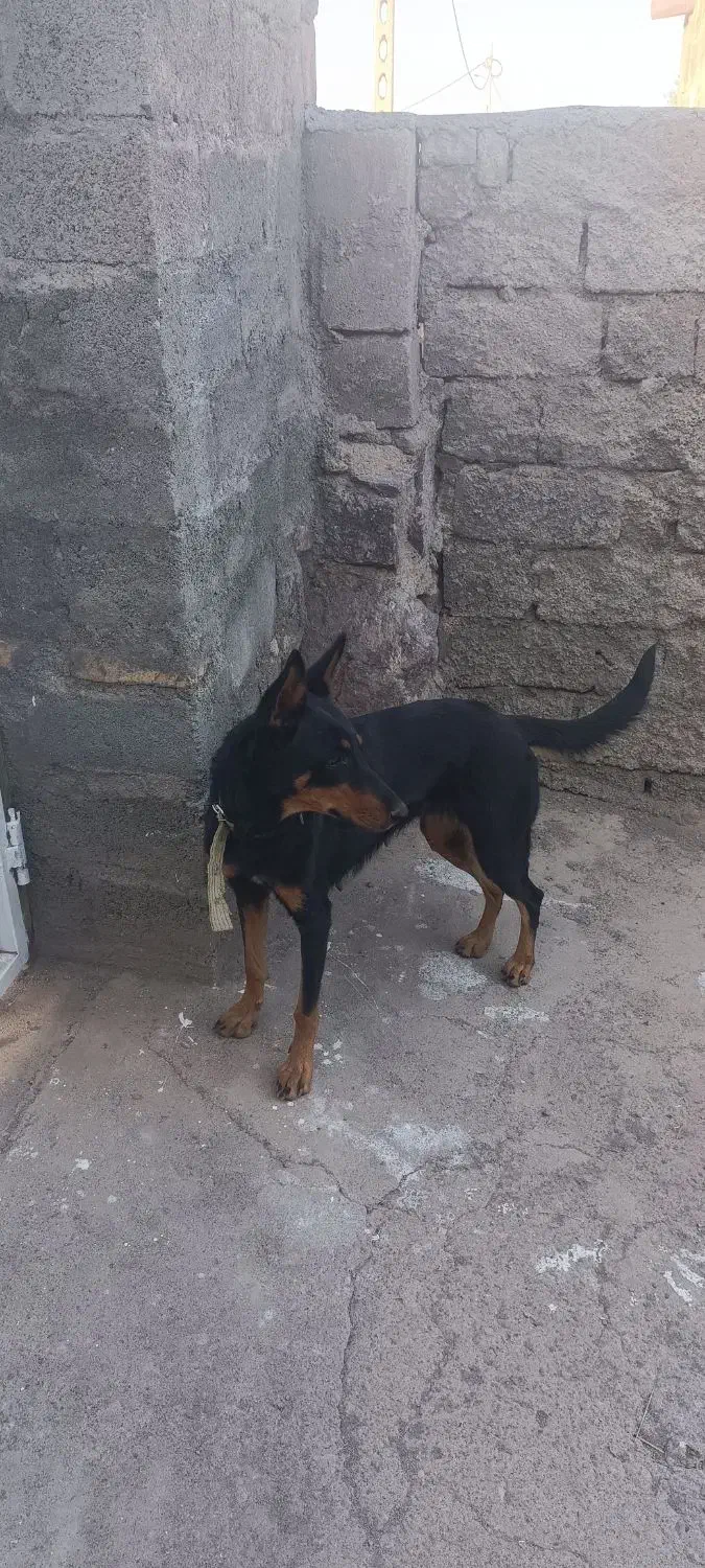 سگ ژرمن چهارچشم|سگ|جیرفت, |دیوار