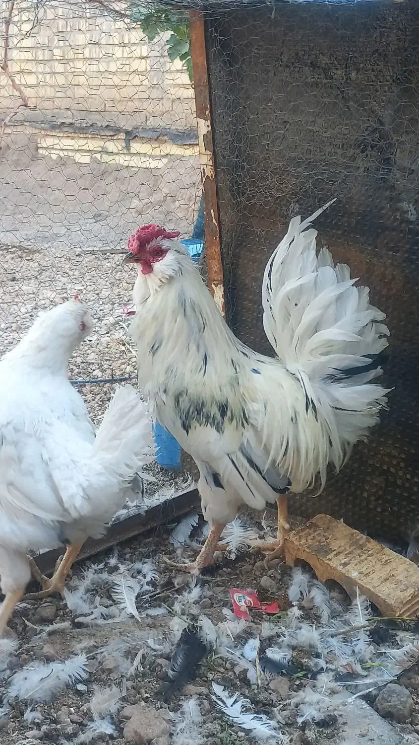 فروش تک خروس گلین کاکل ریش فول چهل تاج|حیوانات مزرعه|آباده, |دیوار