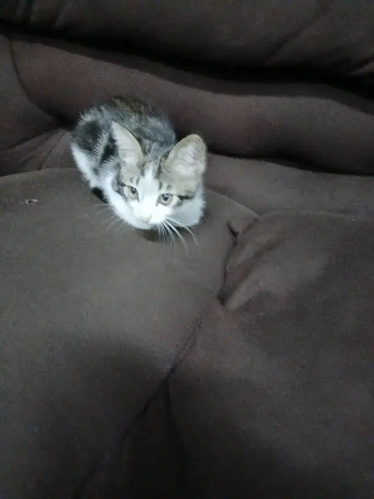 بچه گربه کاملا آروم تمیز|گربه|رشت, حمیدیان|دیوار