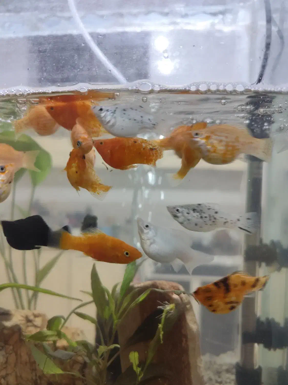 ماهی|ماهی|سیرجان, |دیوار