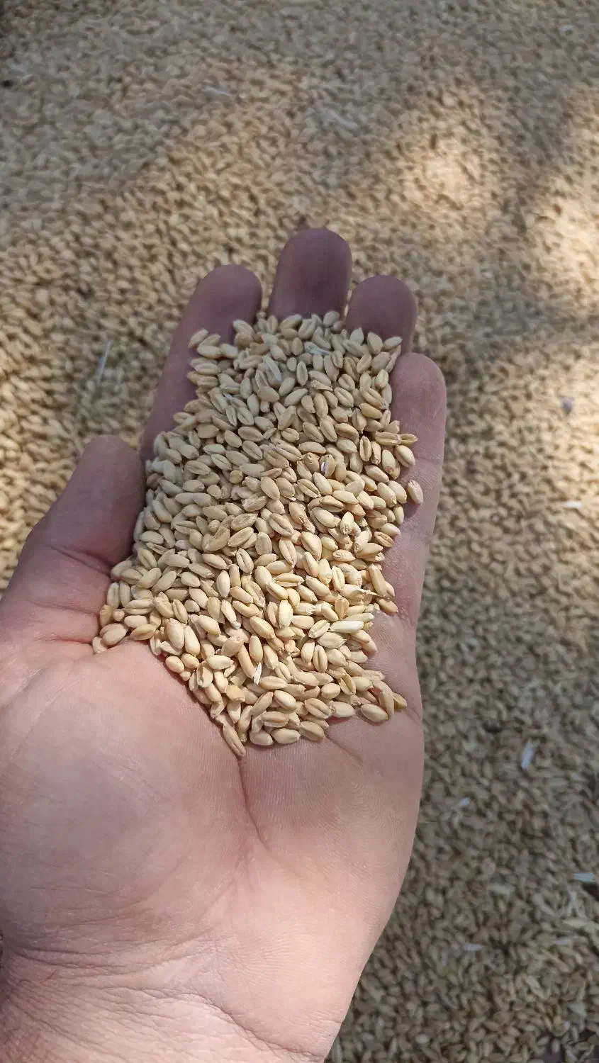 گندم بذری پراو|خدمات باغبانی و درختکاری|جوانرود, |دیوار