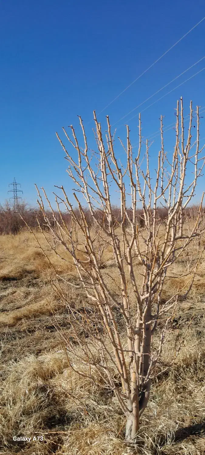 هرس باغی|خدمات باغبانی و درختکاری|چناران, |دیوار