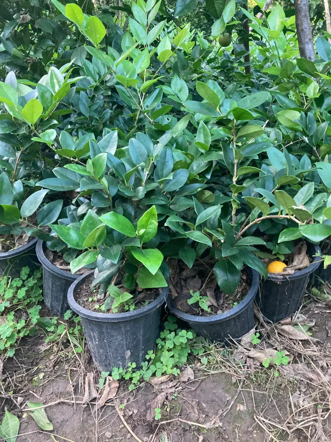 یاس هلندی|گل و گیاه طبیعی|واجارگاه, |دیوار