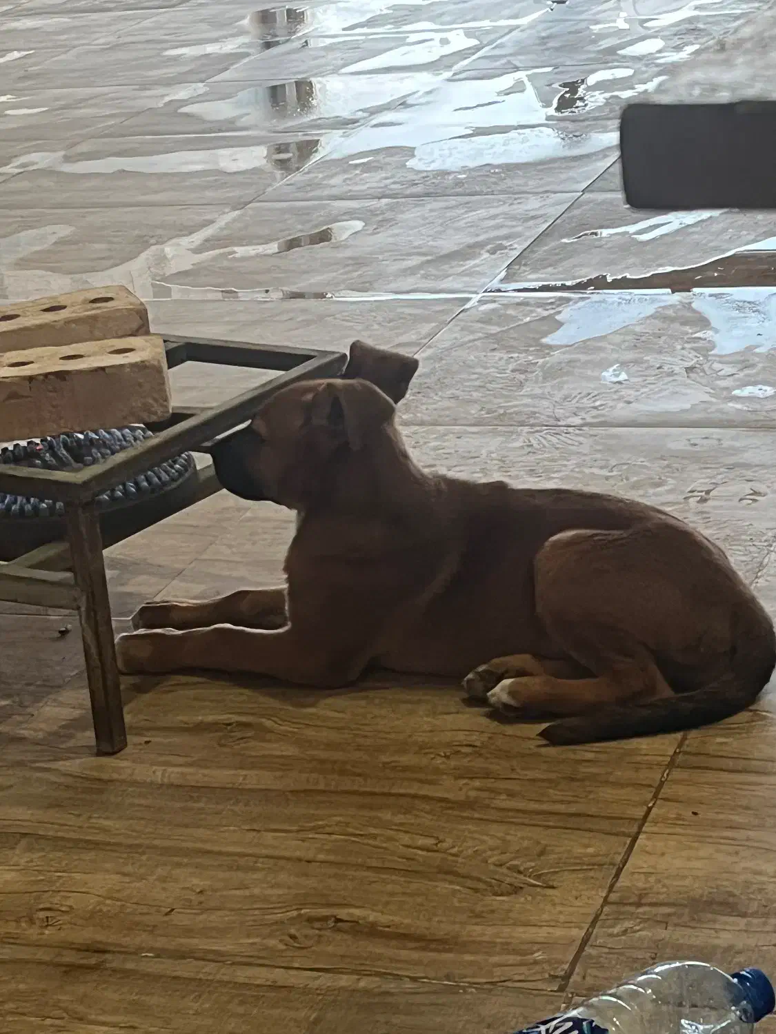 سگ پیت بول|سگ|ماکو, |دیوار