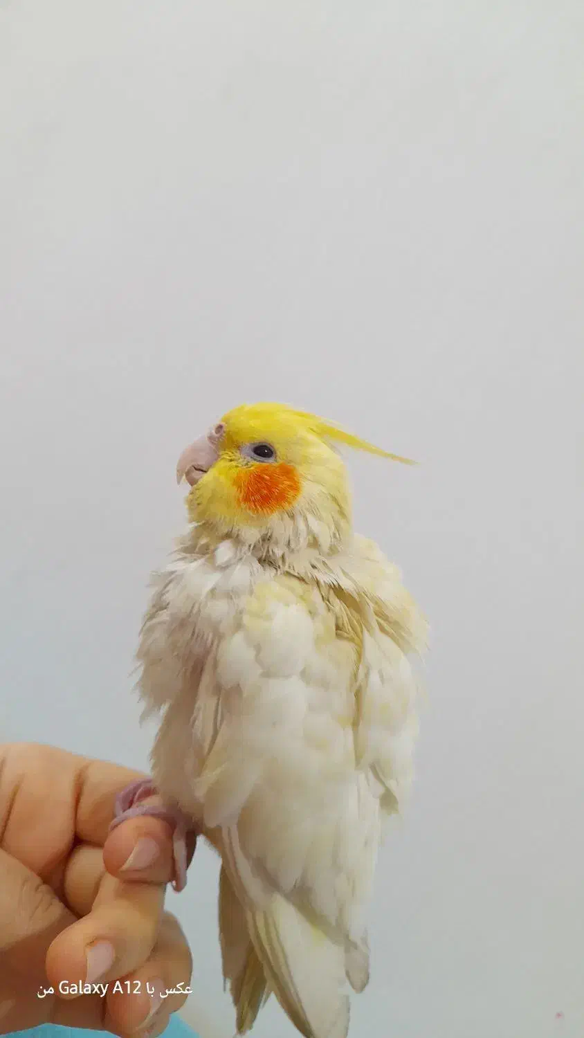 عروس هلندی لوتینو|پرنده|آبادان, |دیوار