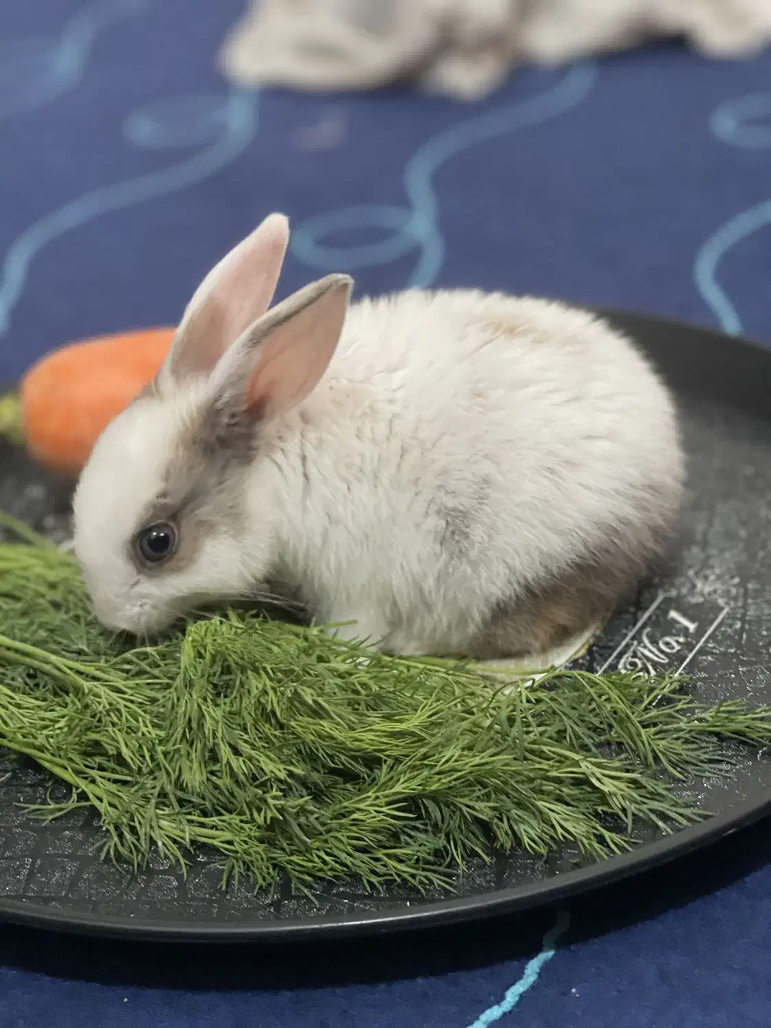 واگذاری خرگوش|موش و خرگوش|مشهد, هنرستان|دیوار