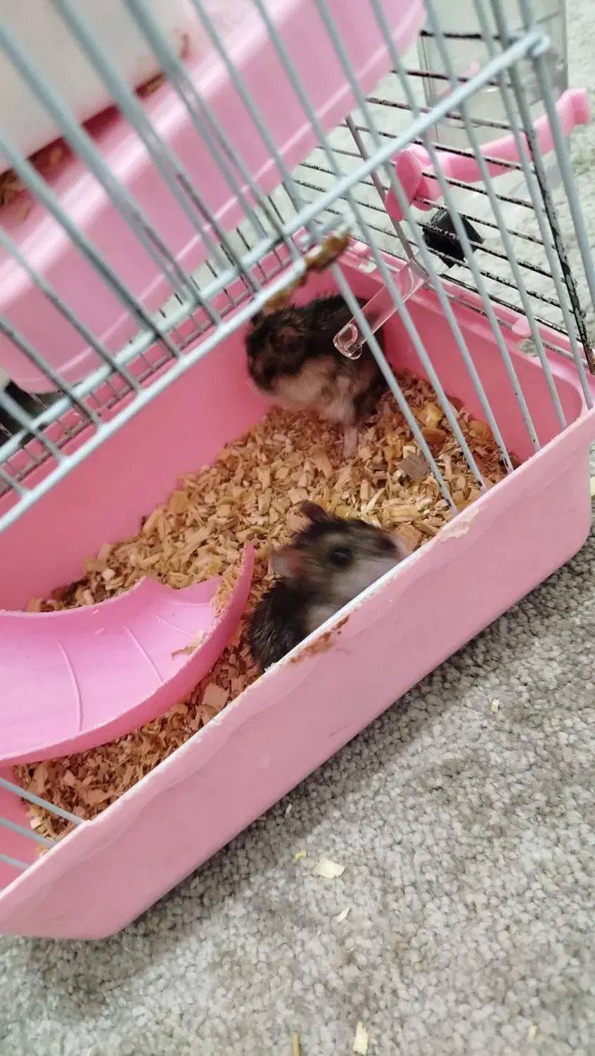 همستر|موش و خرگوش|بندر ماهشهر, |دیوار