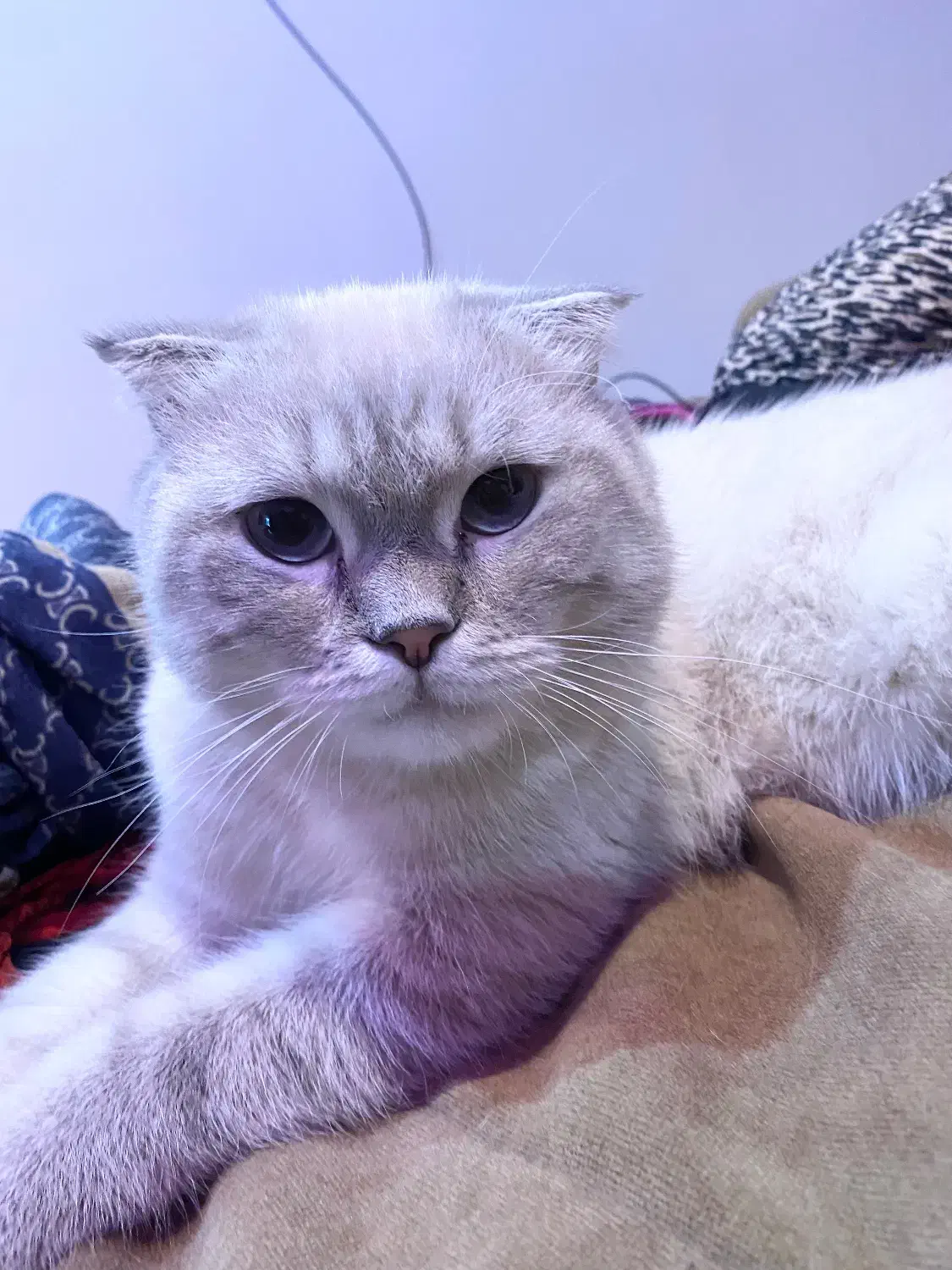 اسکاتیش فولد سیلور فوری|گربه|تهران, زاهد گیلانی|دیوار