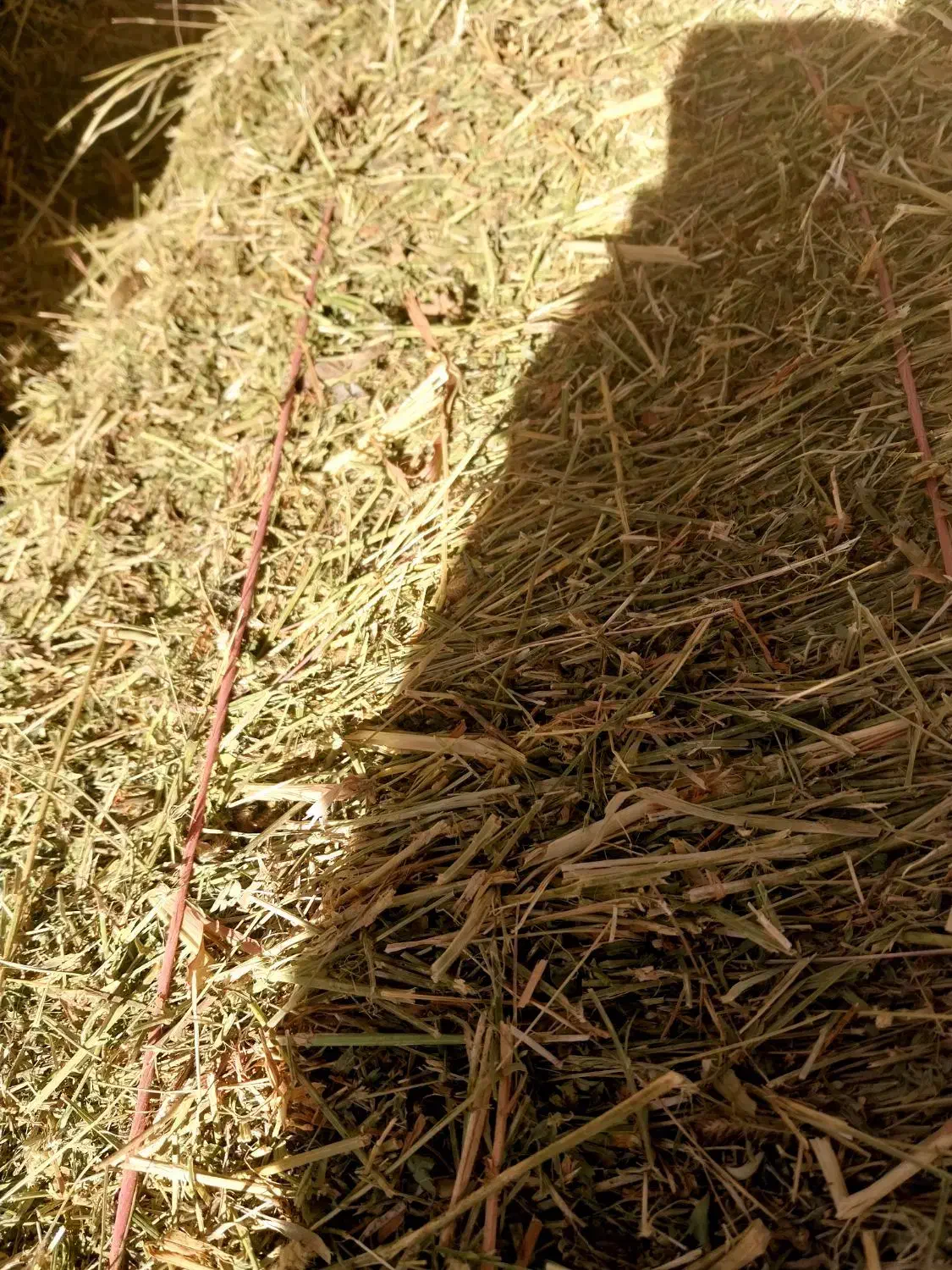 پرس یونجه|حیوانات مزرعه|گلپایگان, |دیوار