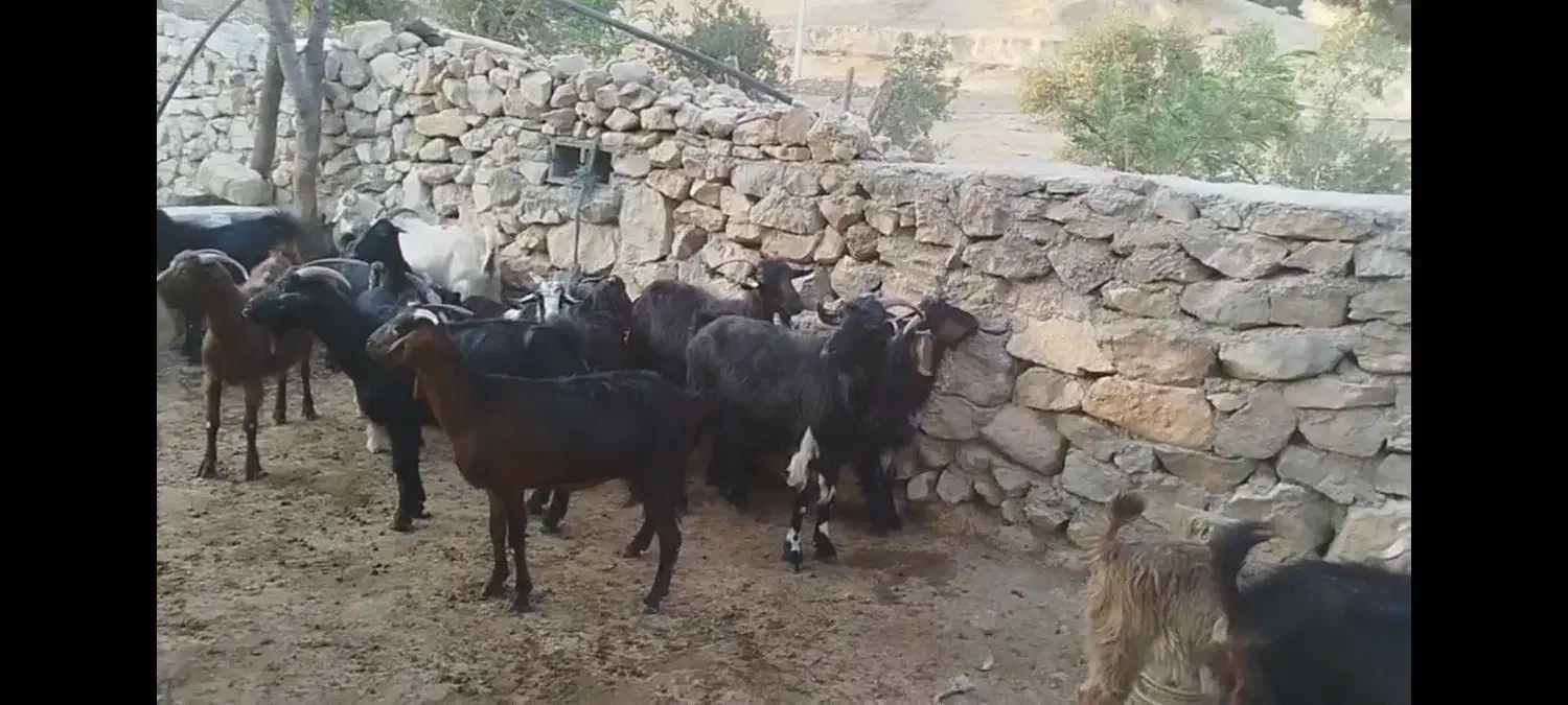 بز با کهره بزرگ|حیوانات مزرعه|دوگنبدان, |دیوار