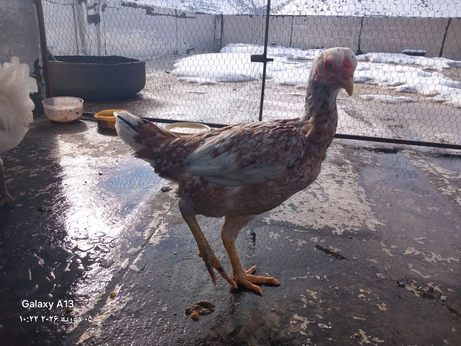 مرغ لاری|حیوانات مزرعه|پاوه, |دیوار