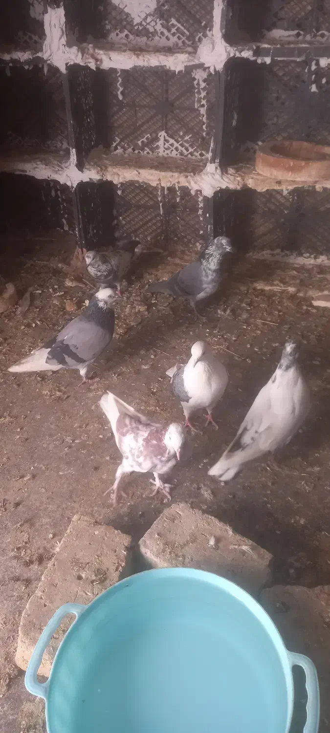 کفتر یا کبوتر|پرنده|ملایر, |دیوار