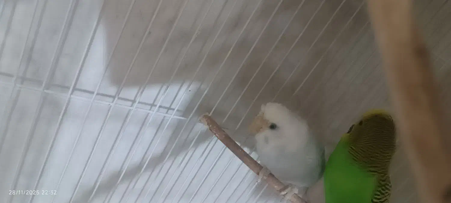 مرغ عشق|پرنده|فیروزآباد (فارس), |دیوار