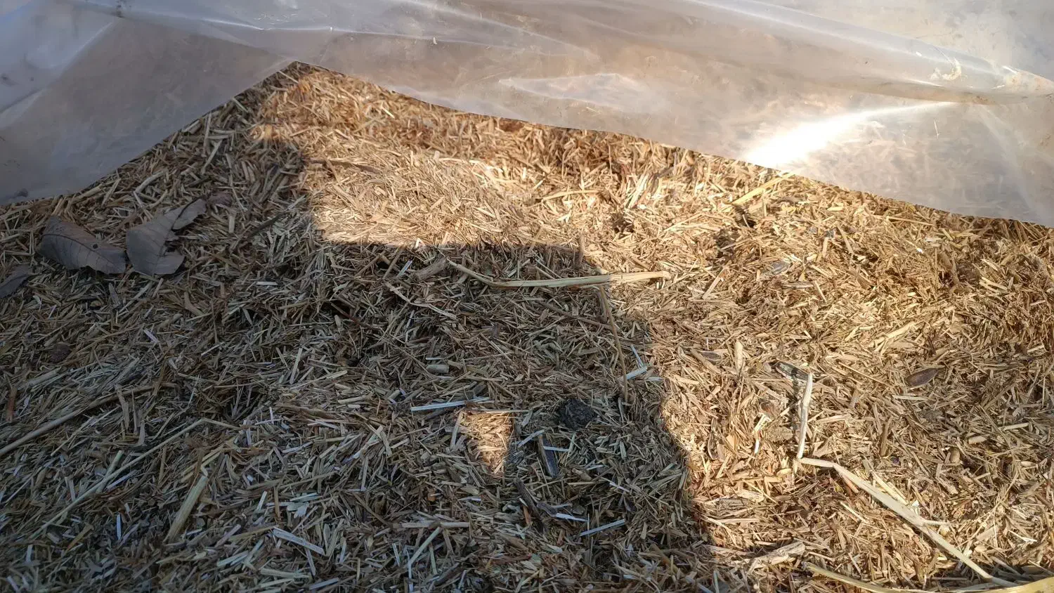 کاه|خدمات باغبانی و درختکاری|کلاشی, |دیوار