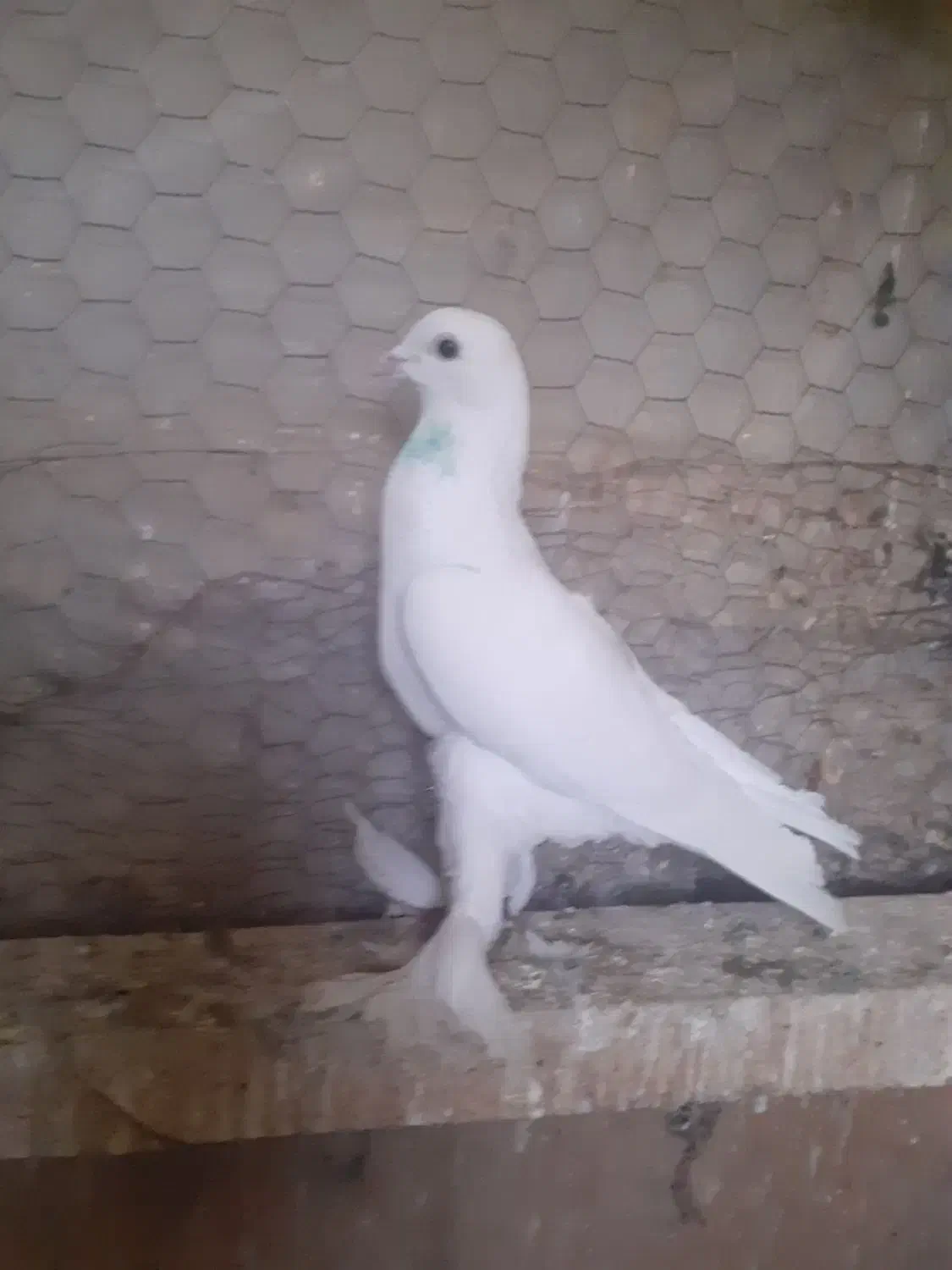 کبوتر|پرنده|باسمنج, |دیوار