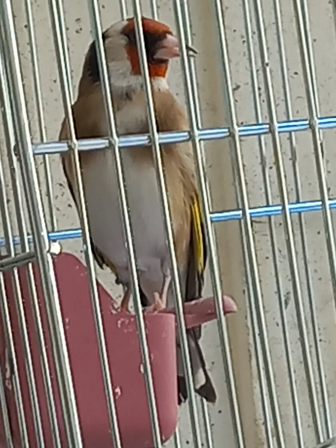 سهره نرشلاقی و شلوسفت|پرنده|برخوار, |دیوار