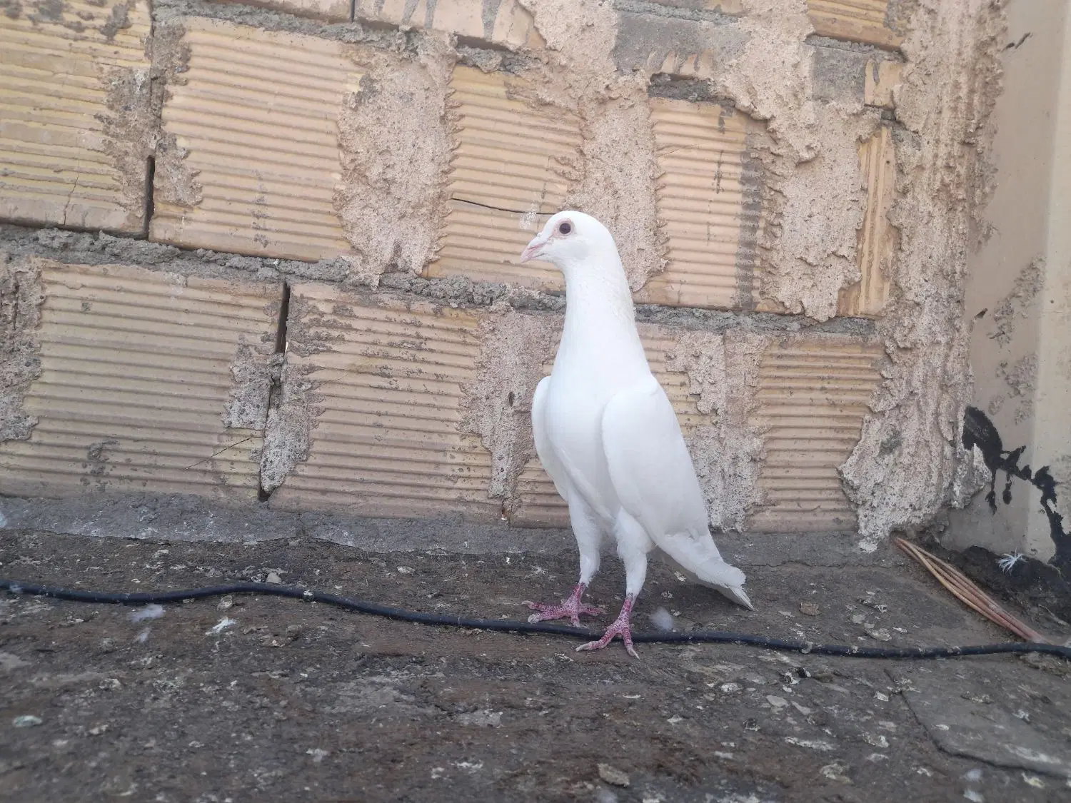 کفتر|پرنده|لنجان, |دیوار
