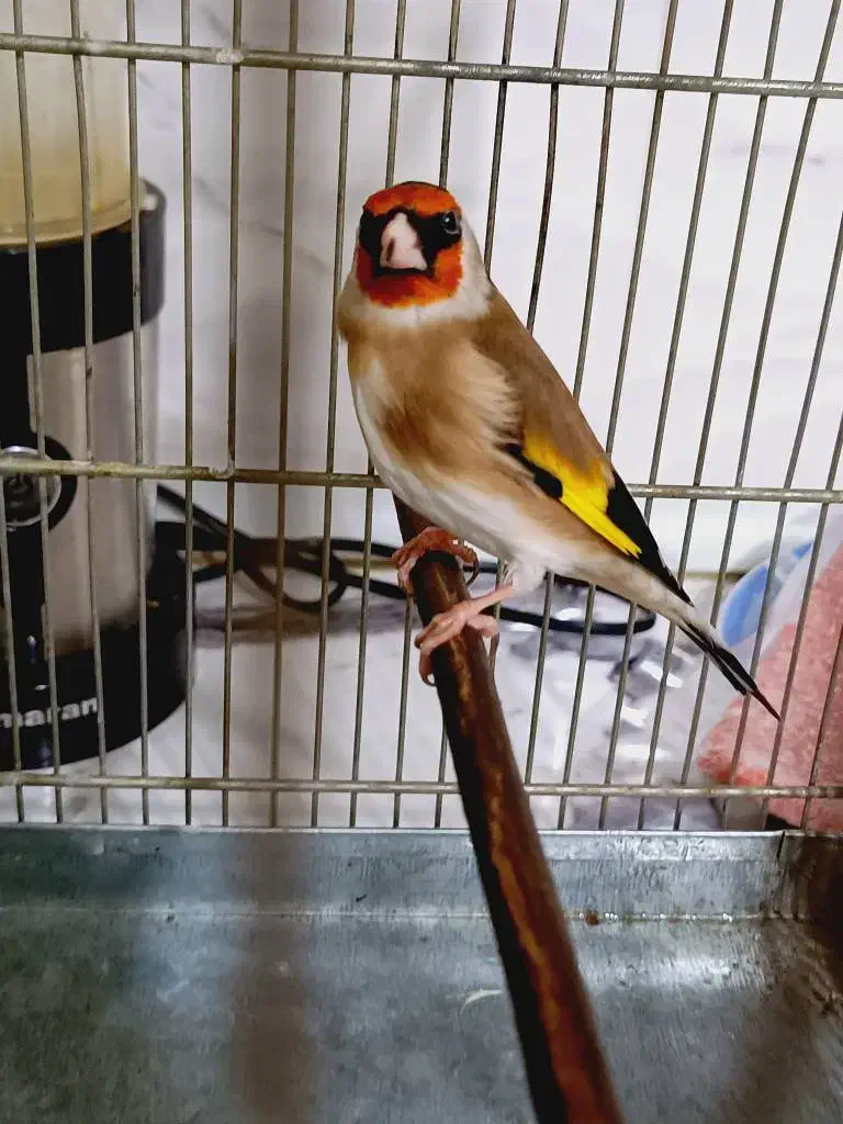 سهره چهارعدد|پرنده|ری, شهادت|دیوار