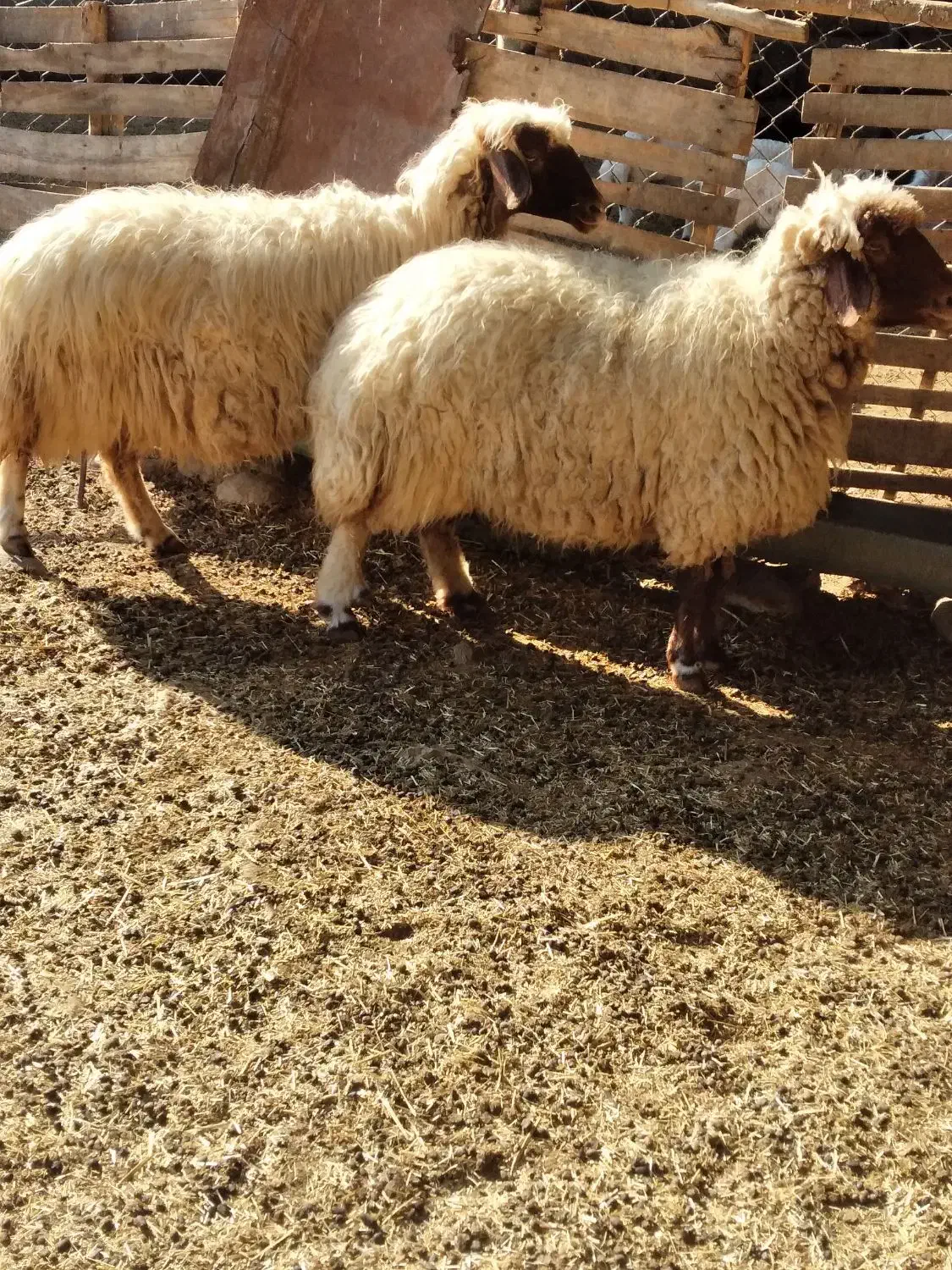 دوراس گوسفند چاق چاق|حیوانات مزرعه|پلدختر, |دیوار