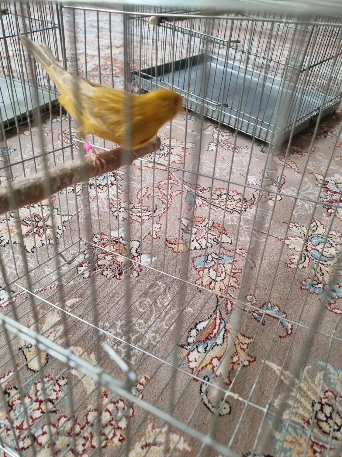 قناری|پرنده|شاهینشهر, خانه کارگر|دیوار