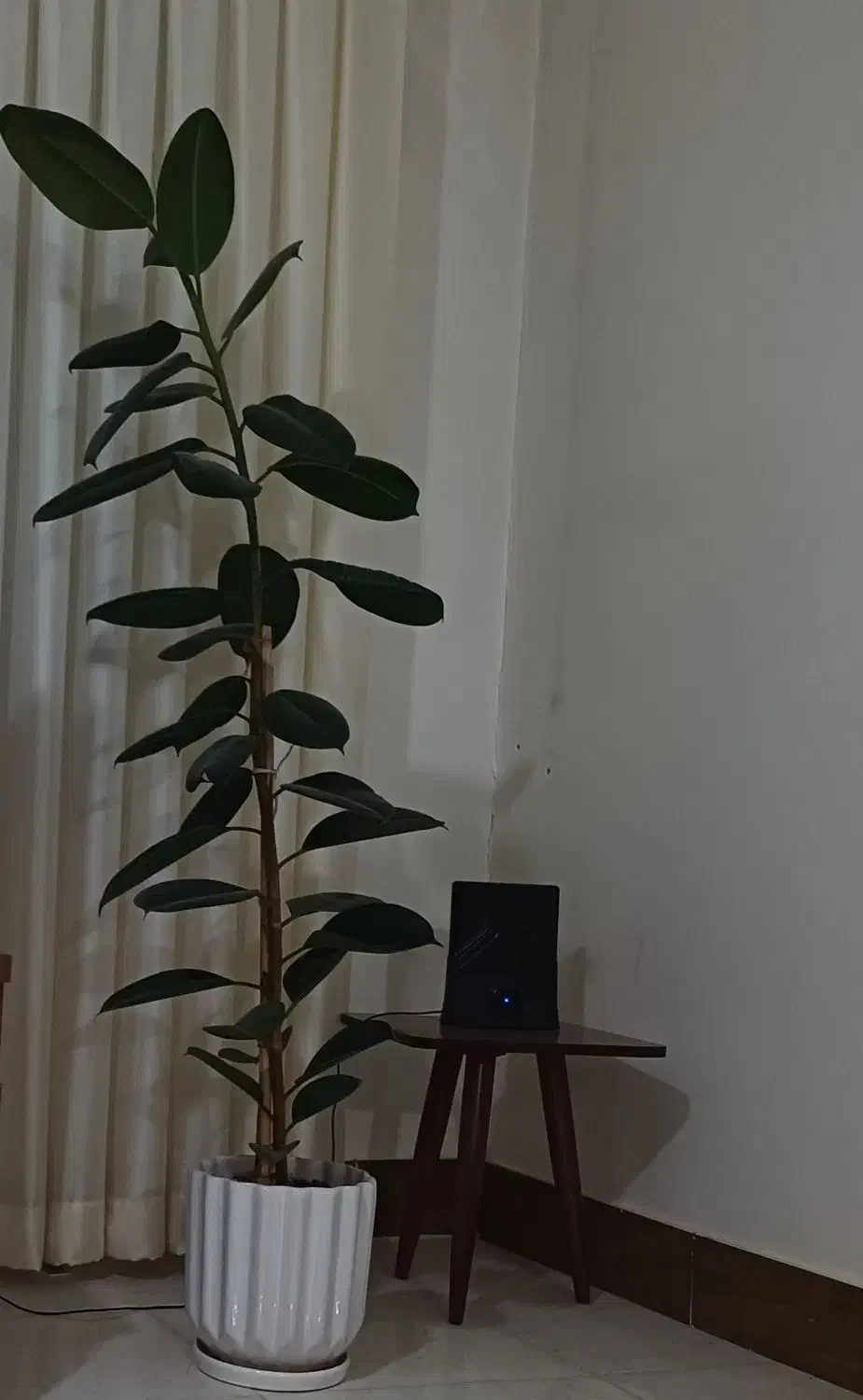 گل زیبا|گل و گیاه طبیعی|بجنورد, |دیوار