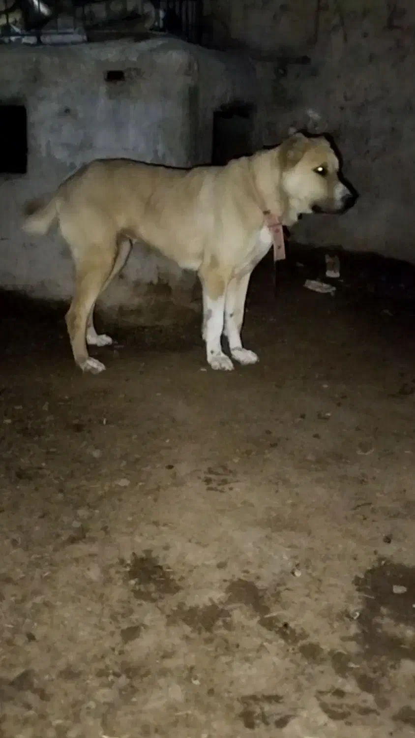 ماده افغان میکس|سگ|رباط‌کریم, شهرک صنعتی پرند|دیوار