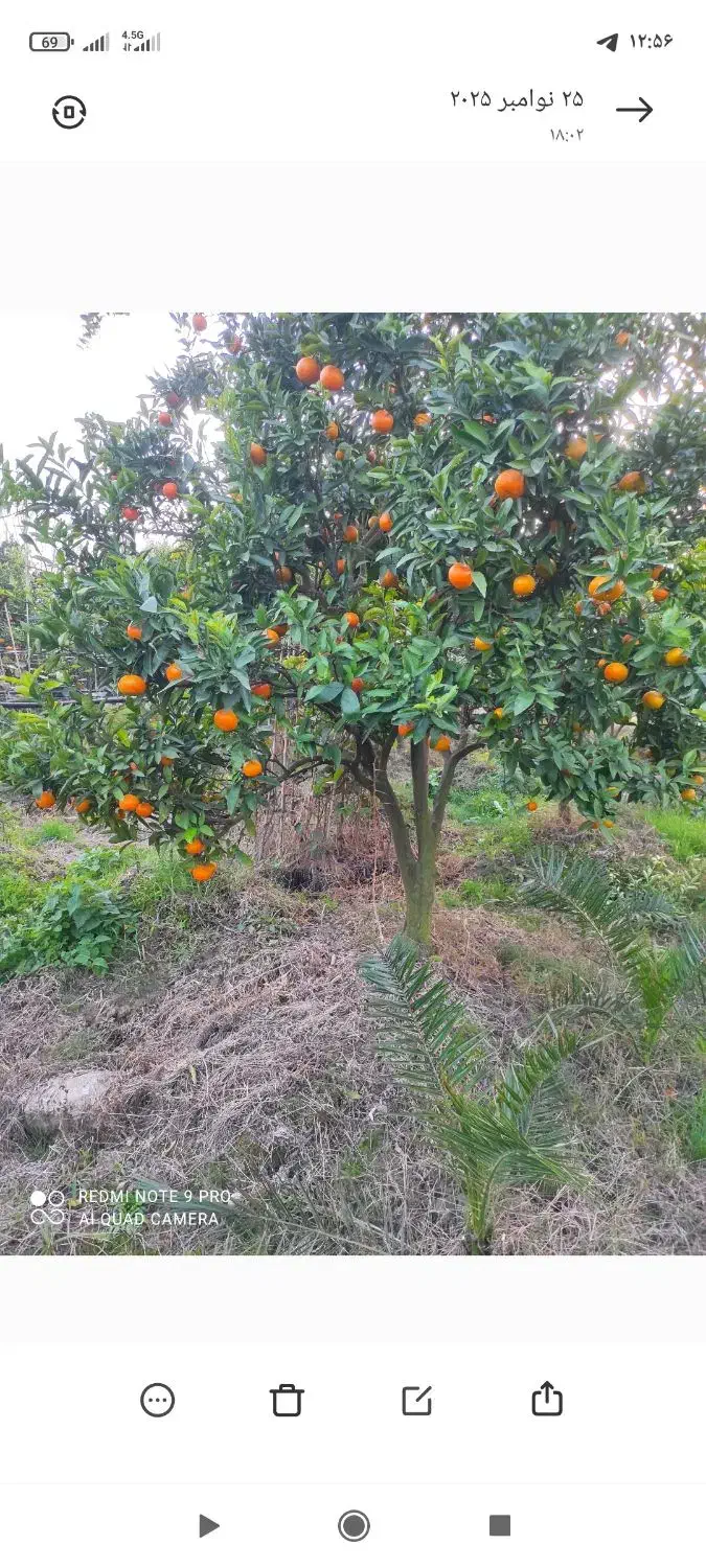 گل وگیاه|خدمات باغبانی و درختکاری|تنکابن, |دیوار