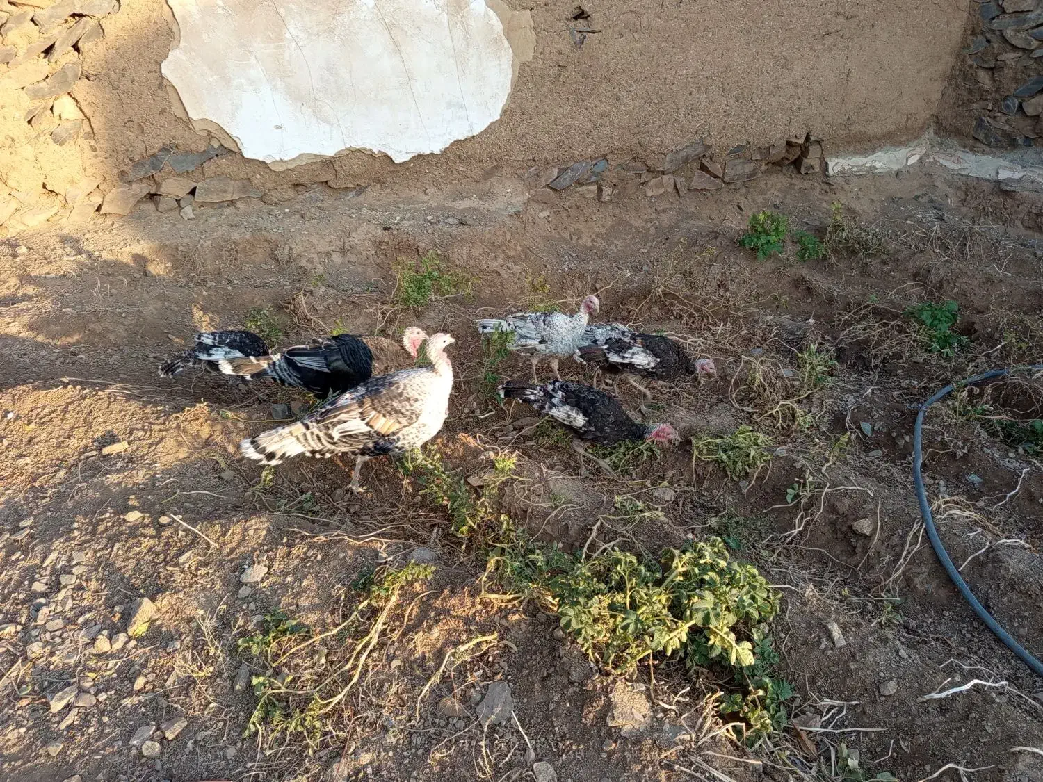 بوقلمون ماده محلی و جوجه۵ماهه|حیوانات مزرعه|سارال, |دیوار