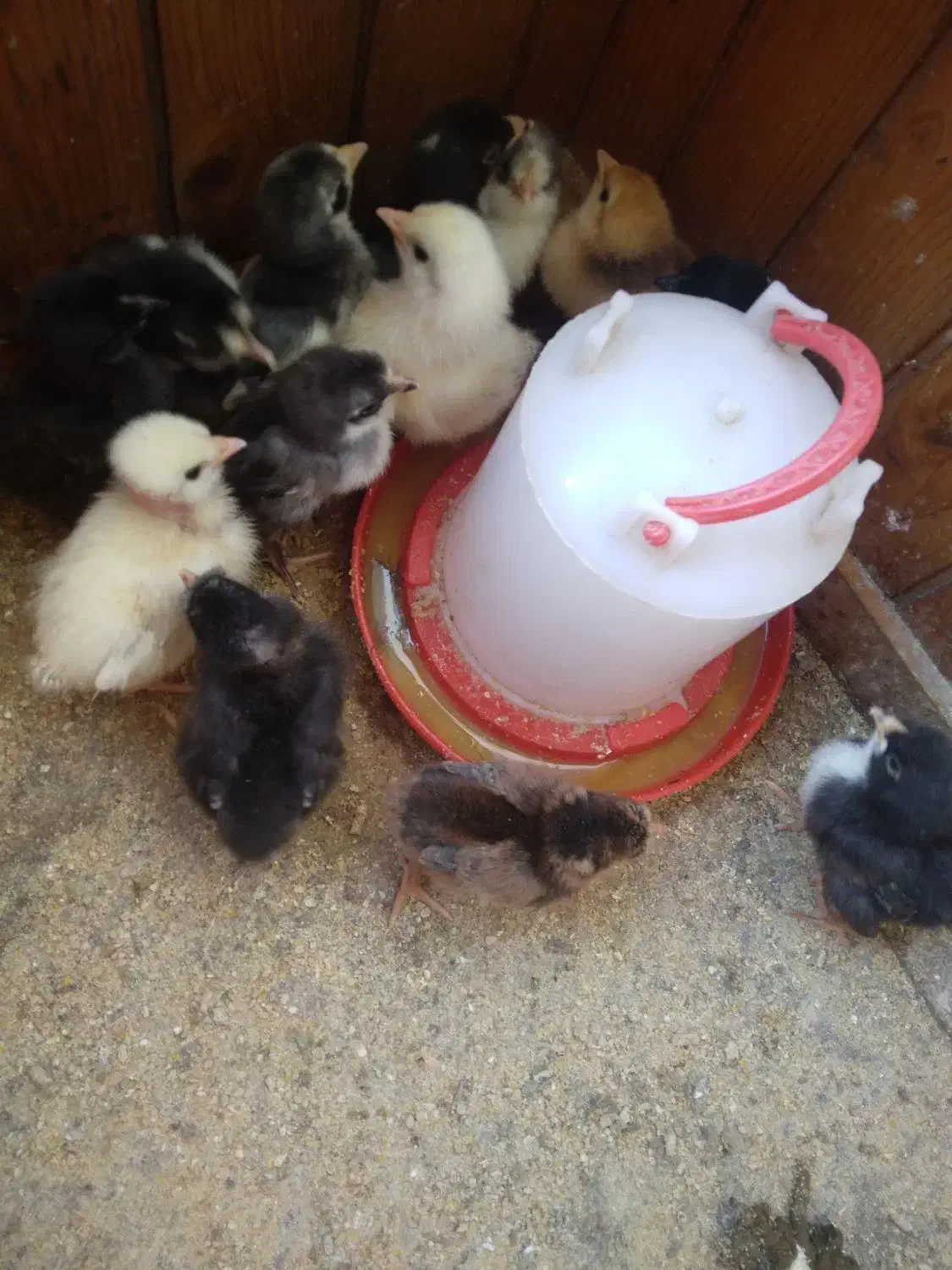 مرغ کاکولی با ۱۳ تا جوجه|حیوانات مزرعه|اطاقور, |دیوار