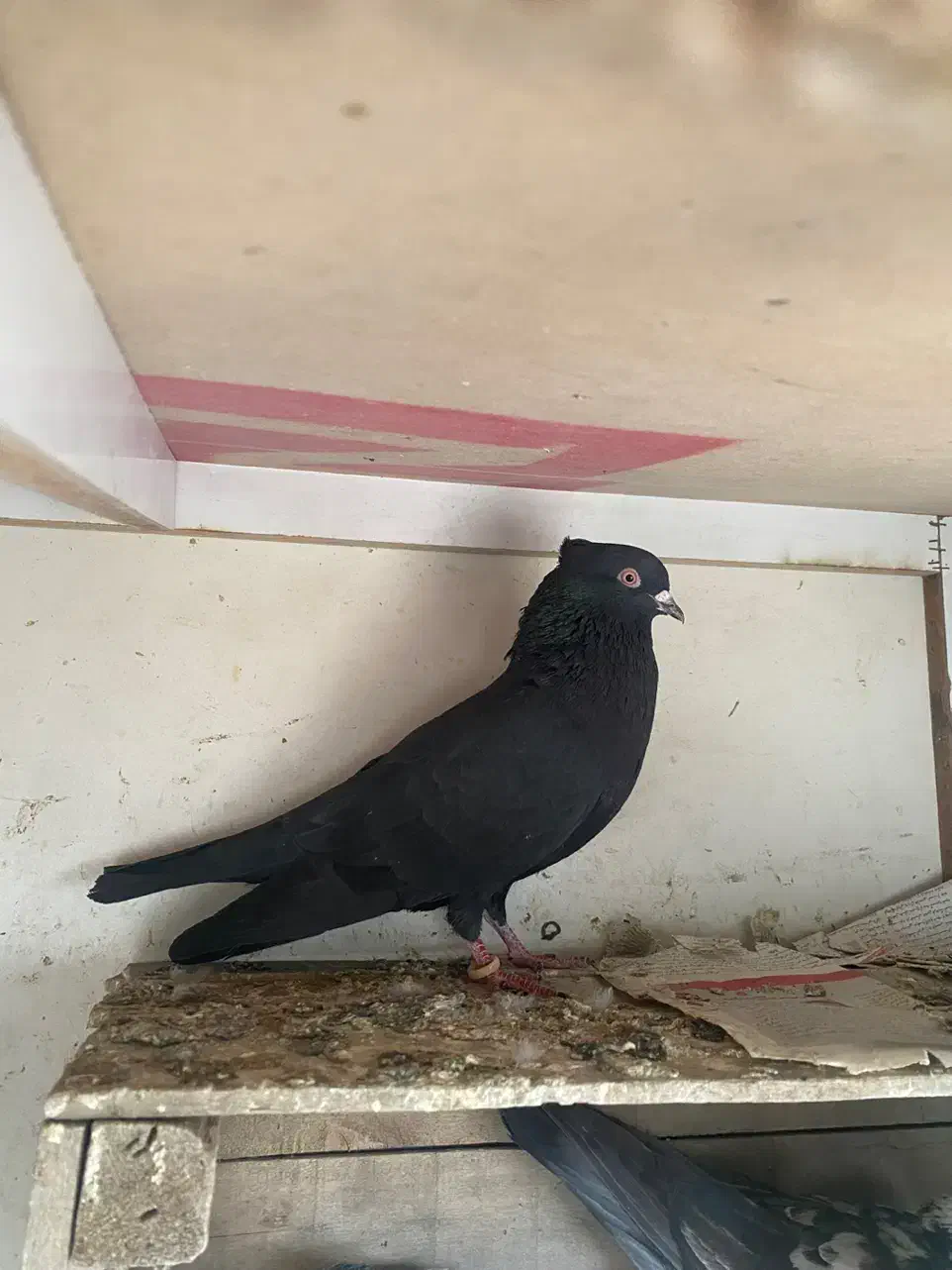 ۳ عدد کفتر|پرنده|کرج, عظیمیه|دیوار