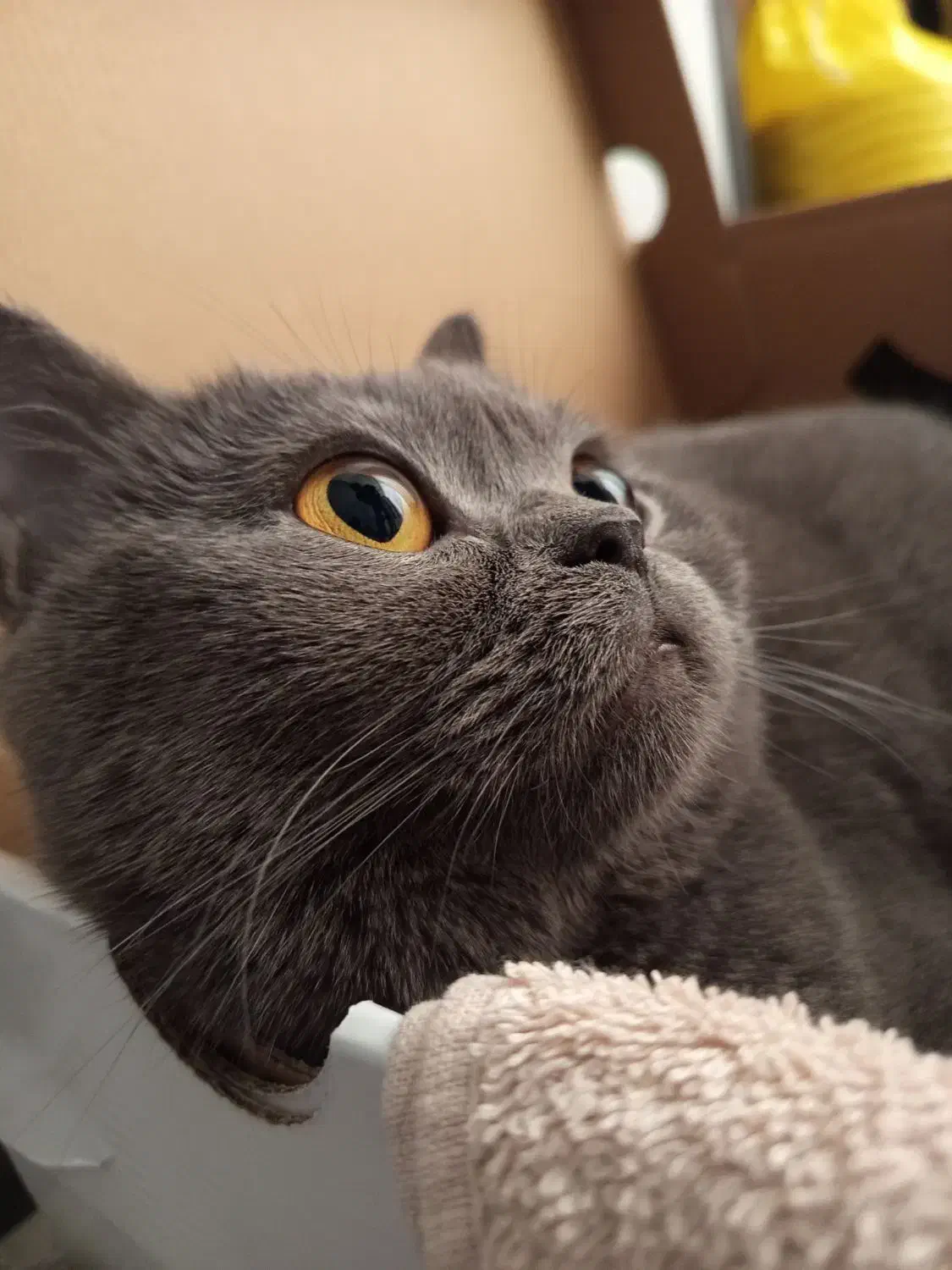 بیریتیش شجره دار|گربه|مشکین‌دشت, |دیوار