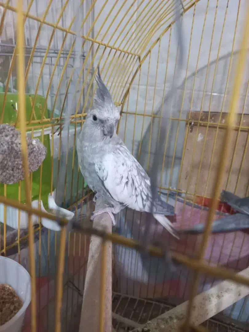 عروس هلندی ماده ایزابلا|پرنده|شیراز, شهرک مطهری|دیوار