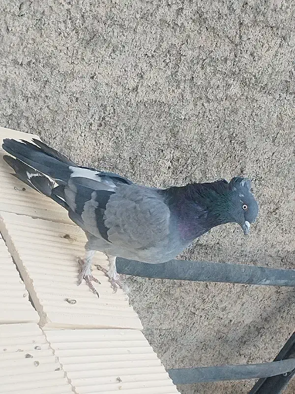 کبوتر دوبهر|پرنده|نجفآباد, یزدانشهر|دیوار