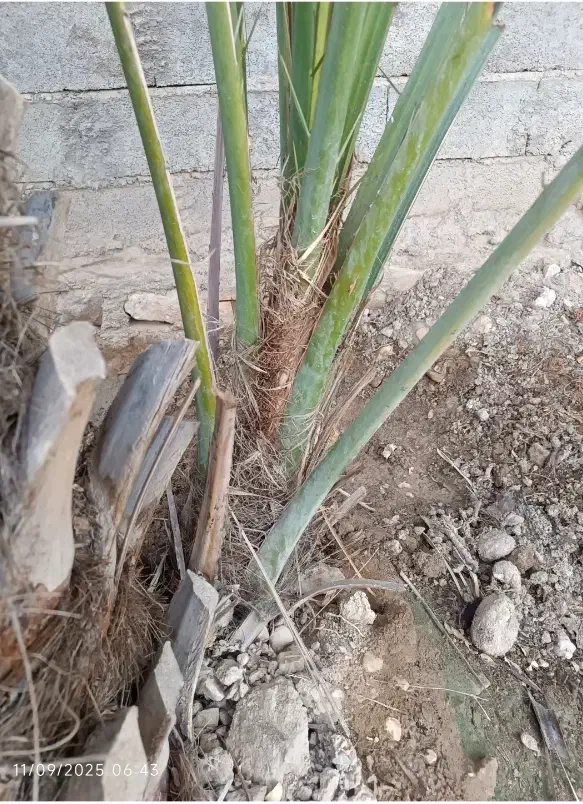 پاجوش نخل|گل و گیاه طبیعی|خورموج, |دیوار