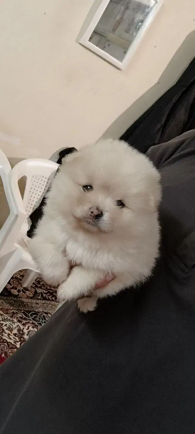 پامرین|سگ|قائم‌شهر, |دیوار