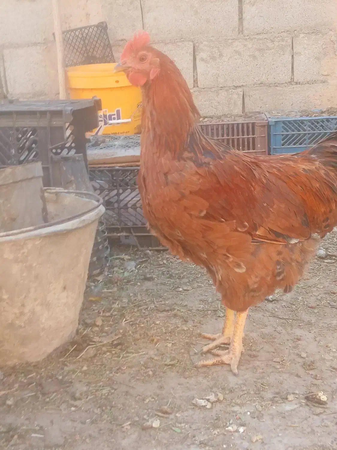 خروس بومی درجه 1|حیوانات مزرعه|اصفهان, زهران|دیوار