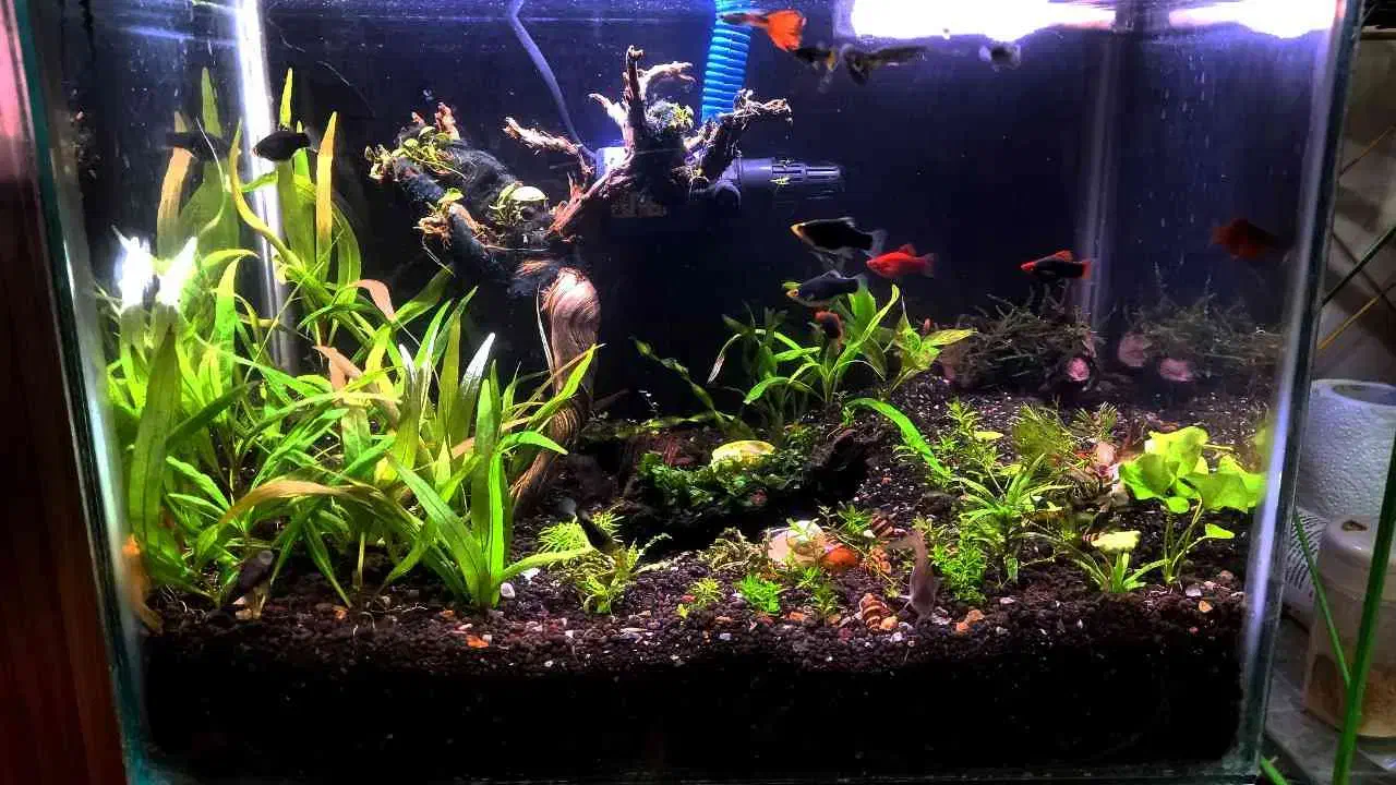 اکواریوم گیاه پلنت|ماهی|ملایر, |دیوار