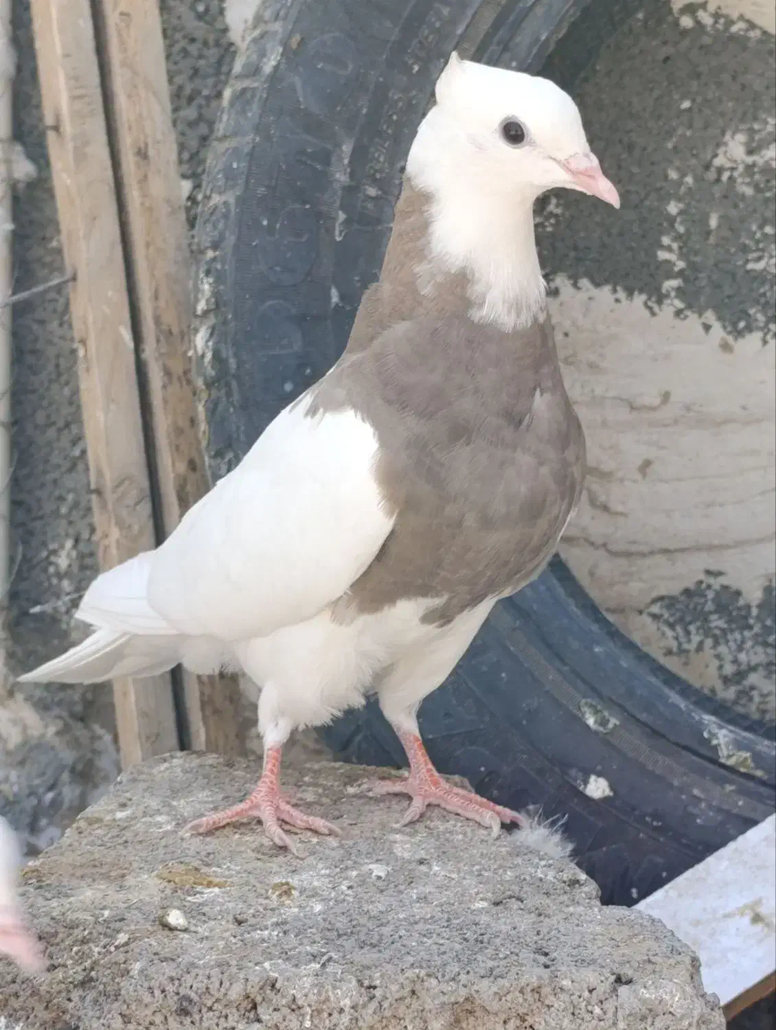 کبوتر،طوقی،معاوضه باسوسکی دمسفید|پرنده|هرسین, |دیوار