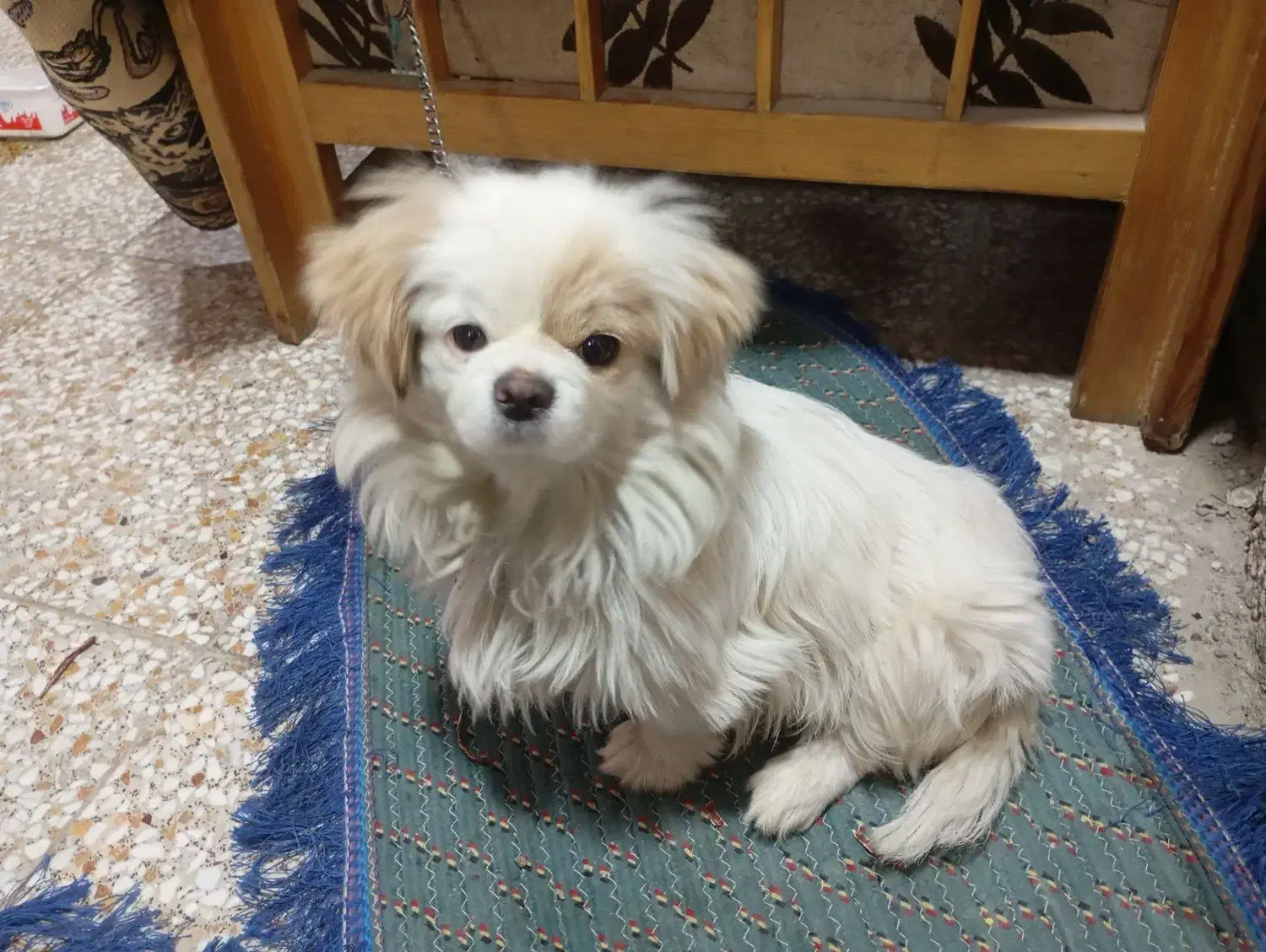 سگ پاپی|سگ|اصفهان, شهرک سلامت|دیوار