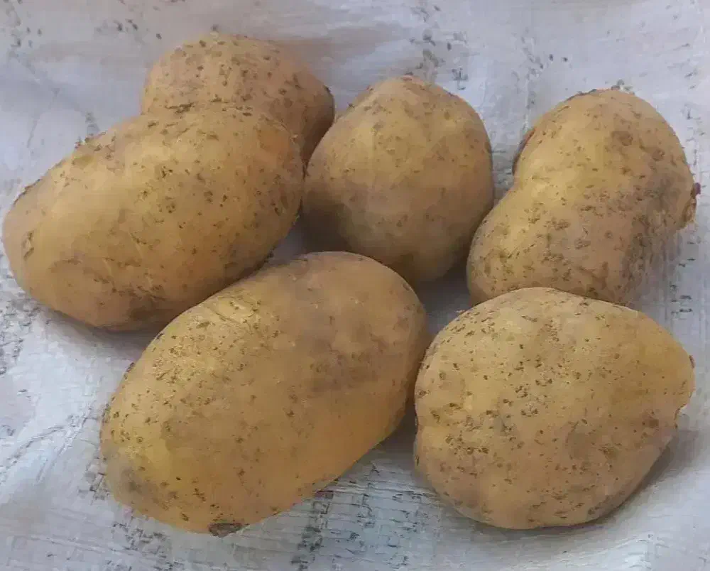 سیب زمینی خوراکی تمیز|خوردنی و آشامیدنی|بوئین و میاندشت, |دیوار