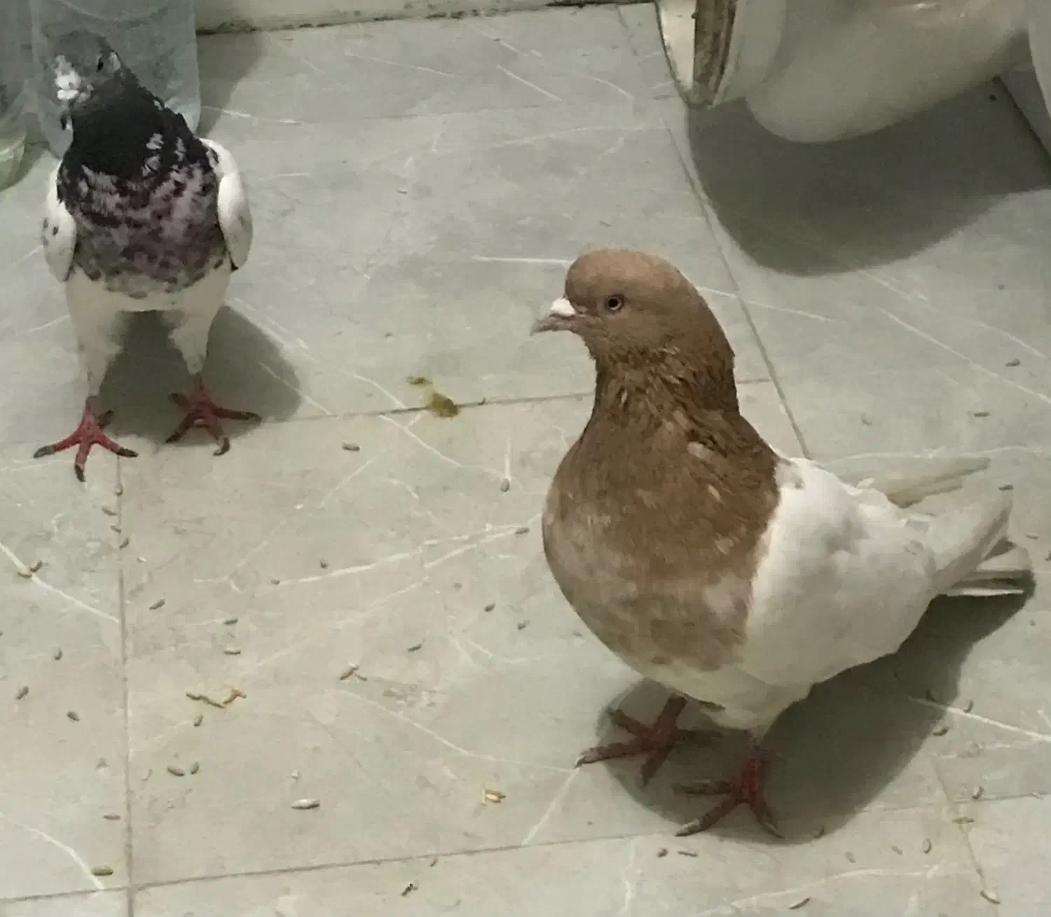 کفتر|پرنده|تهران, سلیمانی|دیوار