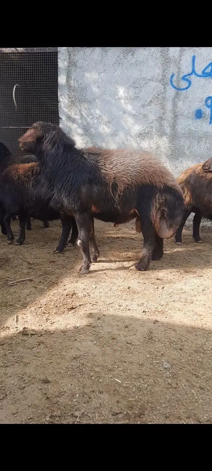 فروش قوچ ۳.۵ ساله|حیوانات مزرعه|آفتاب, |دیوار