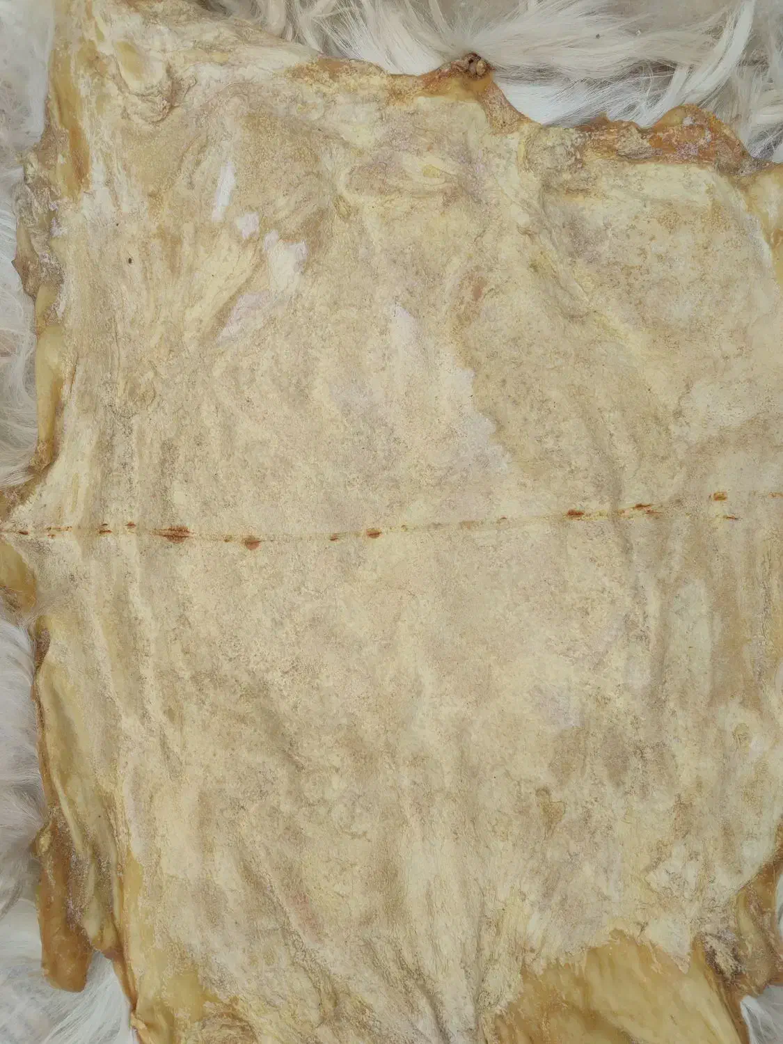 پوست گوسفند|صنایع دستی و سایر لوازم تزئینی|گناباد, |دیوار