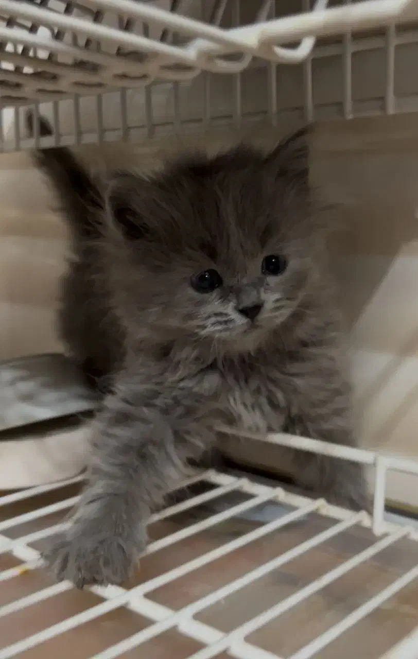 بچه گربه|گربه|تهران, شهرآرا|دیوار